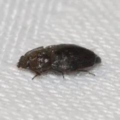Epuraea populi thumbnail 2