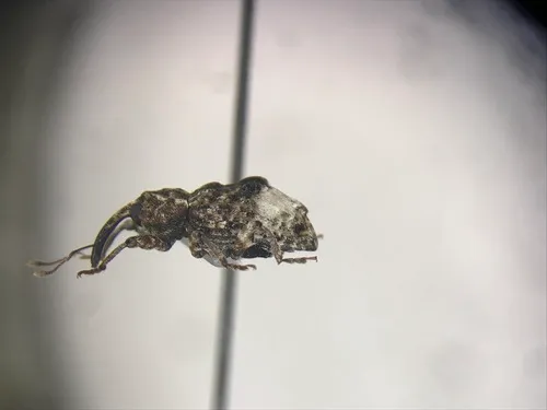 Butternut Curculio