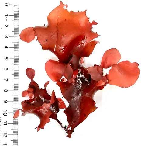 Red opuntia