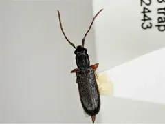 Swan Silvan Flat Bark Beetle thumbnail 2