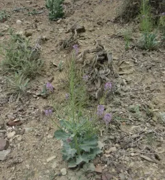 Thelypodium repandum thumbnail 2