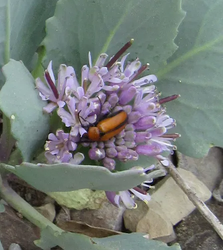 Nemognatha scutellaris