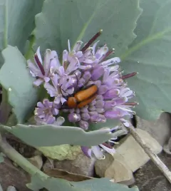 Nemognatha scutellaris thumbnail 1