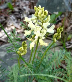 hangingpod milkvetch thumbnail 2