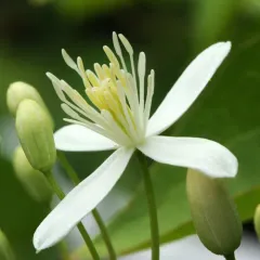 autumn clematis thumbnail 2
