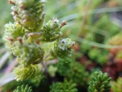 Small Eyebright thumbnail 4