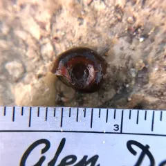 Marsh Ramshorn thumbnail 4