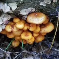 Orange mycena