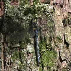 Green-striped Darner thumbnail 2