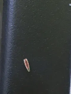 Erythridula lawsoniana thumbnail 4