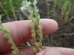 Dillenius' speedwell thumbnail 3