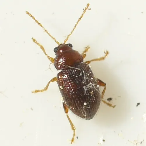 Epitrix humeralis