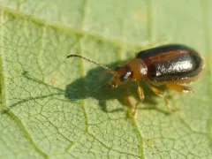 Luperaltica senilis thumbnail 1