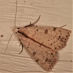 Deadwood Borer Moth thumbnail 3