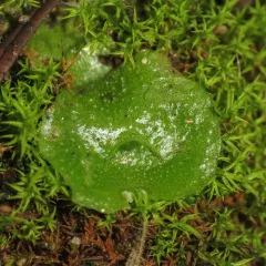 Crescent-cup liverwort thumbnail 3