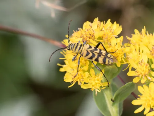 Megacyllene powersi