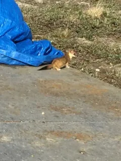 Eurasian Stoat thumbnail 2