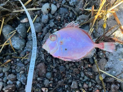 Rosy Dory
