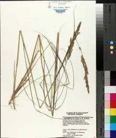Northern Reedgrass thumbnail 3