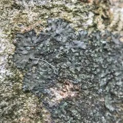 Grainy Shadow-crust Lichen thumbnail 3