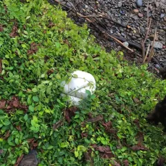 giant puffball thumbnail 3