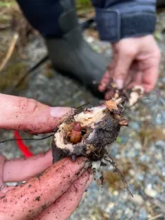 Purple Loosestrife Root Borer thumbnail 2