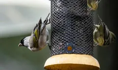 Lawrence's Goldfinch thumbnail 3