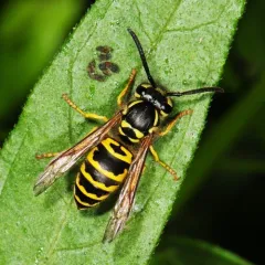 Eastern Yellowjacket thumbnail 3
