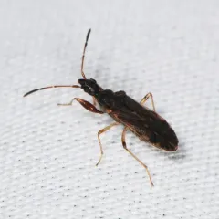 Eastern Heraeus Seed Bug thumbnail 4
