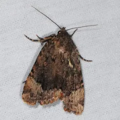 American Copper Underwing thumbnail 3