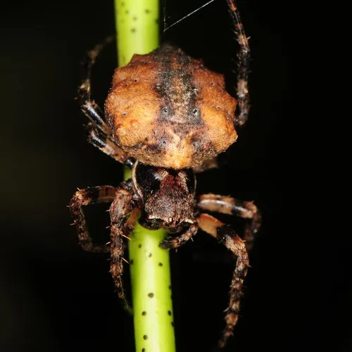 Cherokee Orbweaver