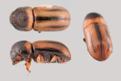 Striped ambrosia beetle thumbnail 3