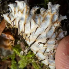 Peltigera pacifica thumbnail 1