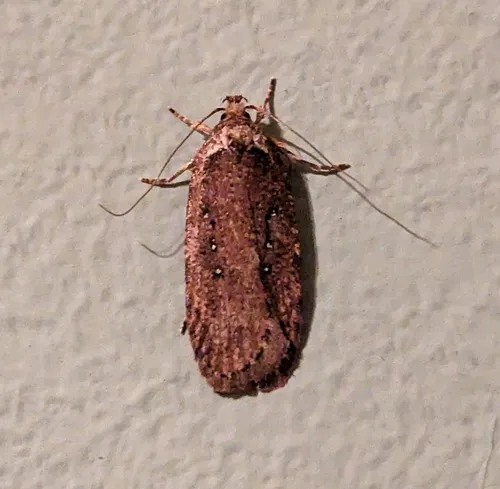 Agonopterix rosaciliella