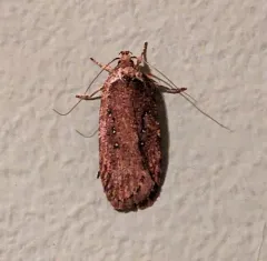 Agonopterix rosaciliella thumbnail 1