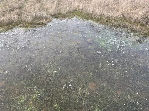 Vernal Pool Fairy Shrimp