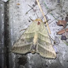 Tobacco Budworm Moth thumbnail 3