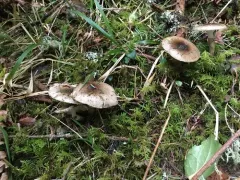 Hygrophorus whitei thumbnail 1