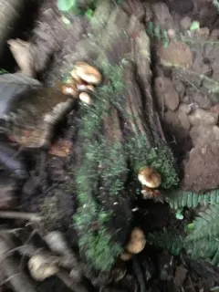 Pholiota scamba thumbnail 3