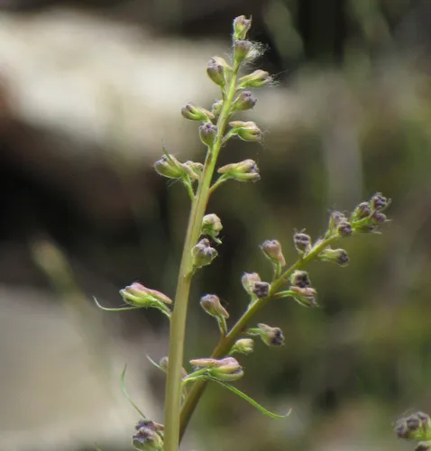 Delphinium glaucescens