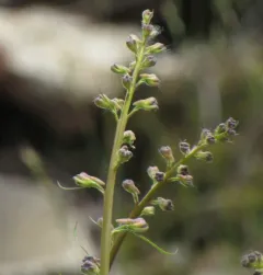 Delphinium glaucescens thumbnail 1