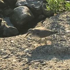 Red Knot thumbnail 3