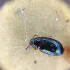 Two-horned Darkling Beetle thumbnail 2