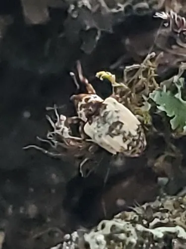Snowy Curculio