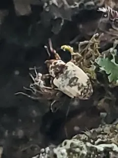 Snowy Curculio thumbnail 1