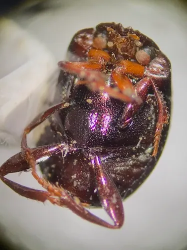 Ateuchus histeroides
