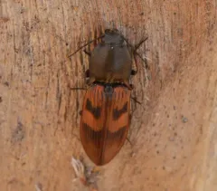 Stropenron nigricollis thumbnail 4