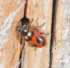 Oregon Lady Beetle thumbnail 3