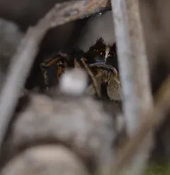 Habronattus kubai thumbnail 4