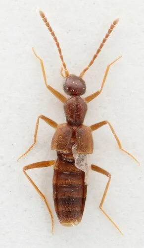 Myrmecocephalus gatineauensis